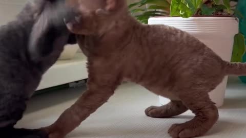 cute kittens playing with eachother