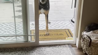 Open Door Confuses Dog