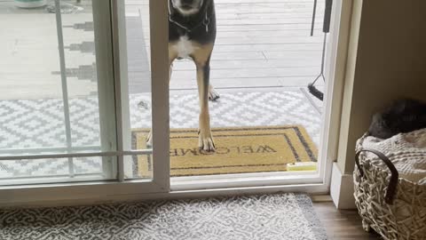 Open Door Confuses Dog