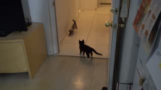 Kittens Attack Red Ball - Very Cute