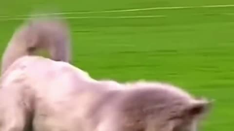 Animal moments in football