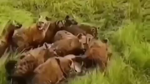 Hyenas attack on Lion then what happened