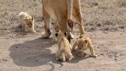 Cute baby animals 😍