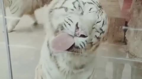 funniest animals video