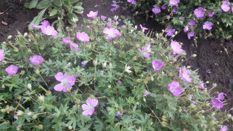 Garden geranium after rain