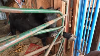 Guys Rescue a Cow with its Foot Trapped in Gate