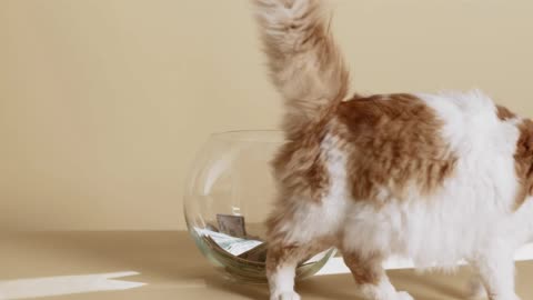 A cat inside a fish bowl