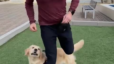 Trick training to build a bond with your dog!