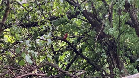 Cardinal in the trees