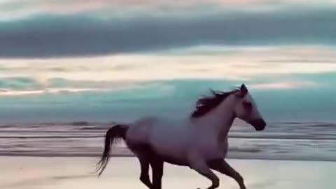 Horse Runing on the Beach