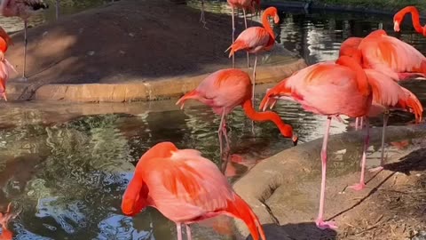 Beautiful #flamingos