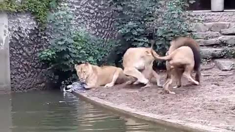 Leeuwen vallen reiger aan in Artis