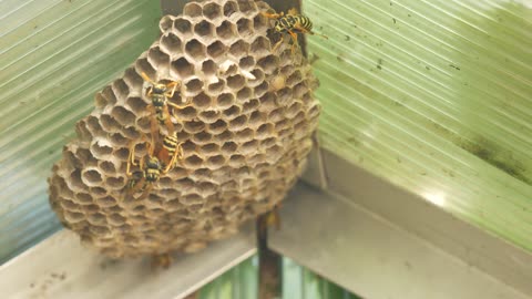 bees building their hive under a roof