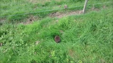 Gibbon freaks out over hedgehog