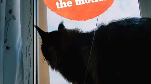 A cat's reaction to a moth on the ceiling described in a song