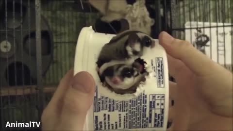 CUTE & FUNNY ANIMALS-SUGAR GLIDERS COMPILATION