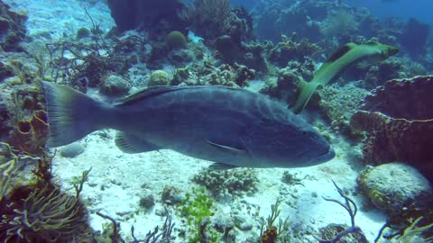 Cozumel is known for its grouper and eel hunting.