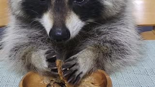 Raccoon is sitting at the baby's table and doing an asmr eating crispy nurungji(rice cookies)