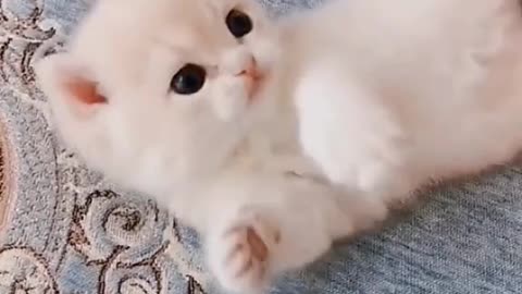 Funny Cats - Cute kitten #5