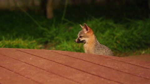 Baby Foxes Have A Most Exciting Chasing Game In A Backyard