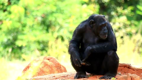 Close-up view of a chimpanzee family