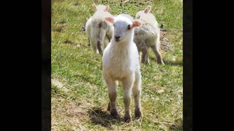 Bottle Feeding Baby Lambs