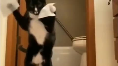 Cat funny video