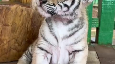 Cute Baby tiger 🐅