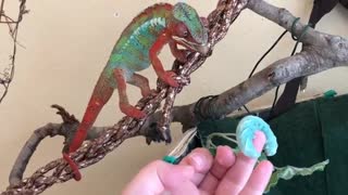 Chameleon Eats Goo Worm