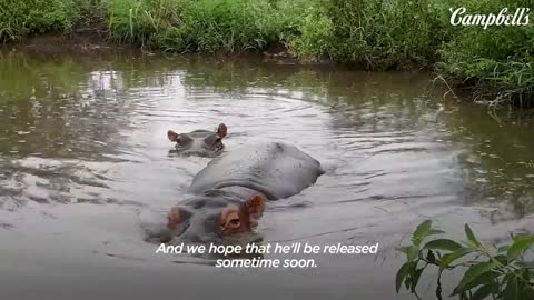 Baby Hippo Raised By Rhinos Meets A Hippo... ❤️ _ The Dodo Go Wild