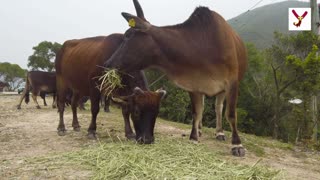 Cows can smell you from 6 miles away - Here are 10 interesting Facts about cows.