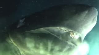 Submarine encounters a deep water shark