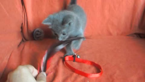 Masha The Russian Blue Cat plays with toy