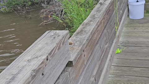 Crabbing with Family