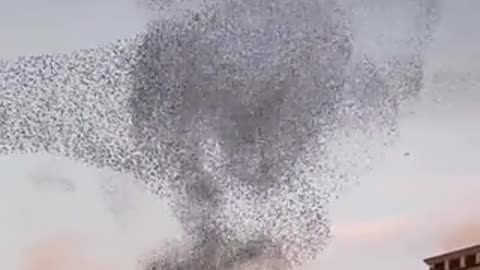 Murmuration of starlings in Italy..