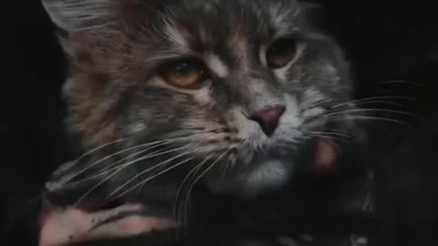 Cat Atittude😱 Videos Which Inspire You