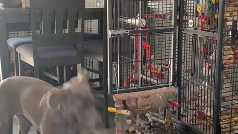 Cockatoo Feeds Dogs Treat