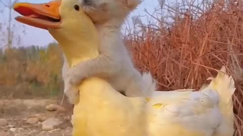 Friendship puppy and duck