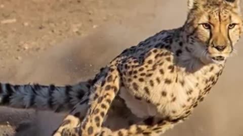 Cheetah | The Fastest Animal On Earth