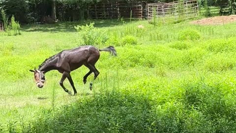 Graceful little mule moves to the funny farm.