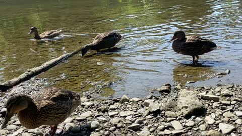 Ducks biting hand that feeds them 😀