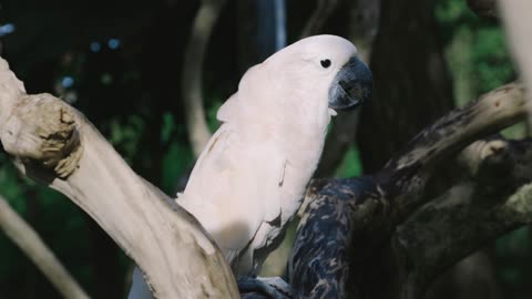 Elegant Enchantment: Birds in the Treetops