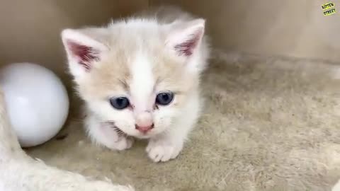 Cute kitten