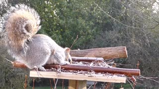 Cute Squirrel Looking For food