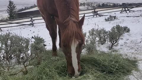 Blanketing horses