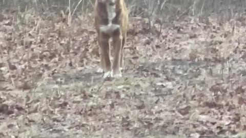 Coyote or wild dog?