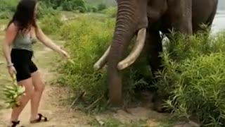 Dramatic moment woman gets attacked by an angry elephant