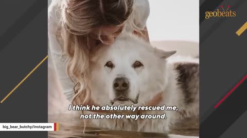 This woman adopted a dog with 'polar bear body'.mp4