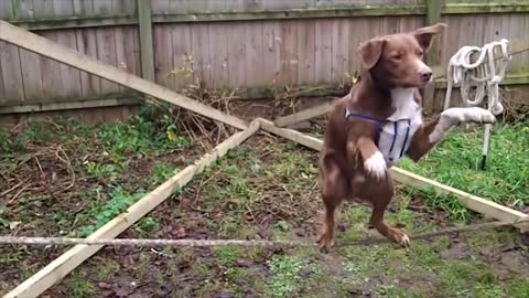 best trained and disciplined dogs in the world