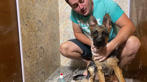 German Shepherd Puppy Hates Bath Time!